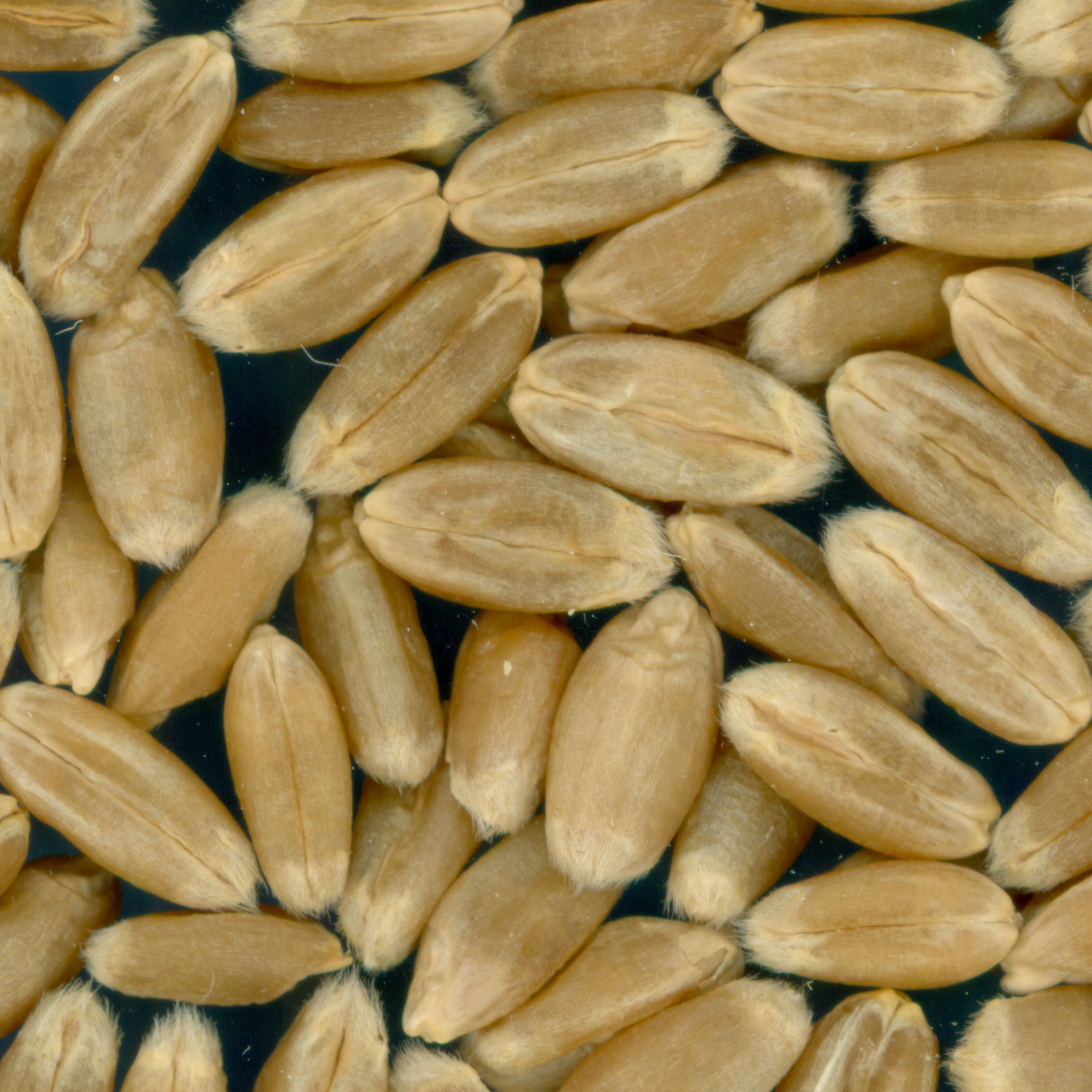 KERNELS